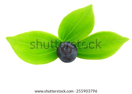 blueberries isolated green leaves on white background selective soft focus