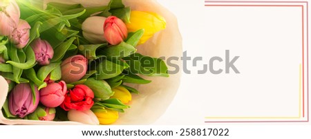 bouquet of tulips isolated on white background selective soft focus toned photo