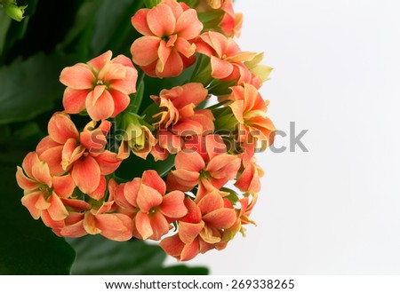 Kalanchoe flowers  background gift card retro old selective soft focus
