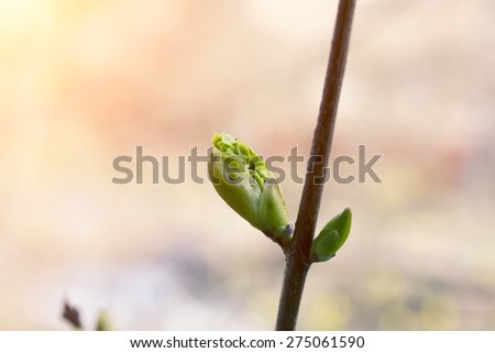 Spring blossoming tree buds awakening of nature back background tenderness selective soft focus