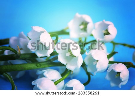 gentle blue the background Lily of the valley selective soft focus toned photo love tree Valentine