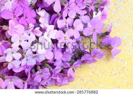 violet flowers night selective soft focus