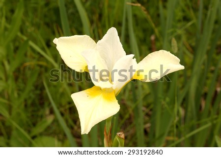 white iris flower in the garden of the rural life selective soft focus