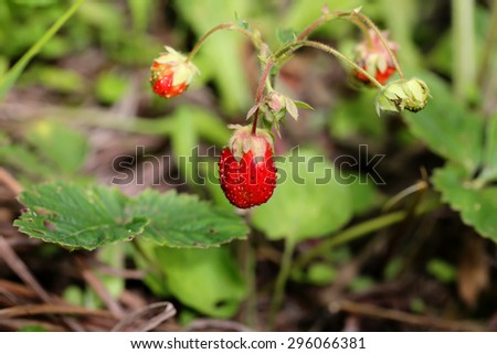 wild strawberry organic selective soft focus