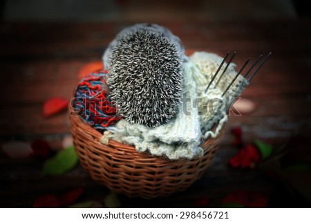 autumn young hedgehog in a basket with knitting needles balls of wool hook