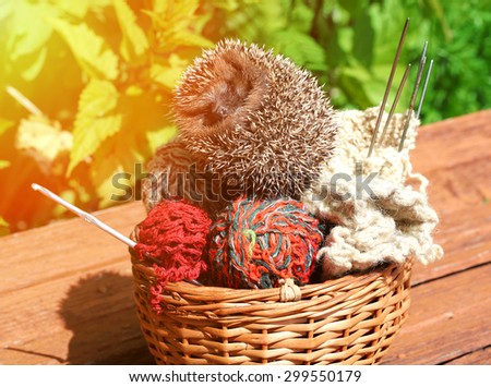young hedgehog in a basket with knitting needles balls of wool hook spring summer vacation