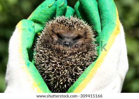 little hedgehog in the hands of gardening gloves palm of your hand spring summer vacation