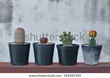 four cactus on the iron stair
