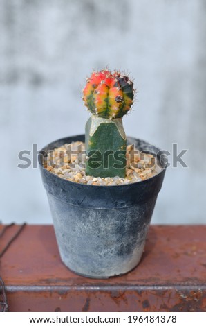 gymnocalycium mihanovichii cactus in old pot on the iron stair