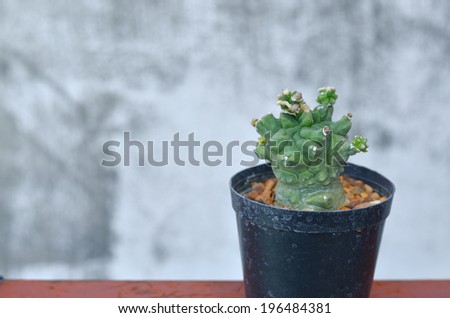 gymnocalycium kikko montrose cactus on the iron stair