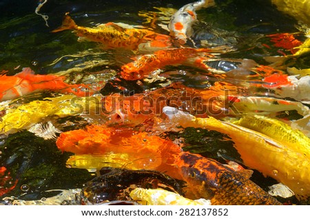 fancy carp fish eating food in a pond