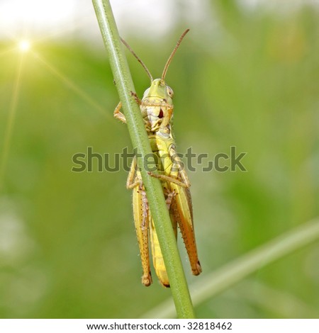 Grasshopper. More in MY GALLERY