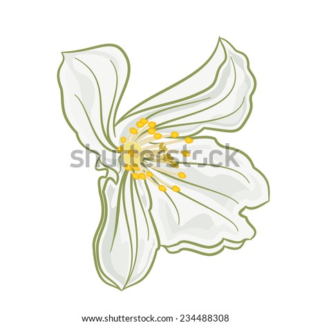 Flower white  jasmine  Isolated  on a white background vector illustration