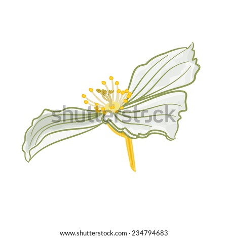 Jasmine flower white   Isolated  on a white background vector illustration