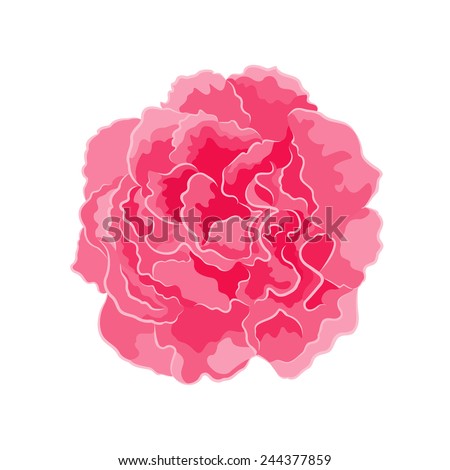 Roses pink  vector illustration