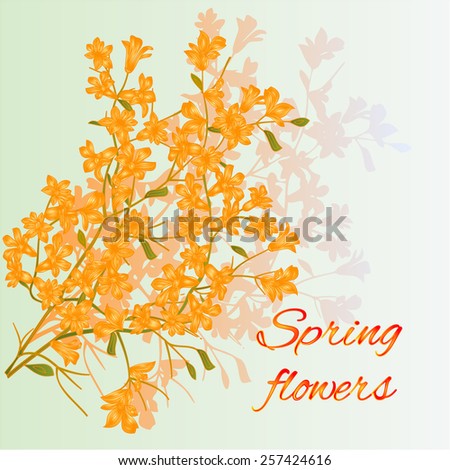 Forsythia spring flowers spring background place for text vector illustration