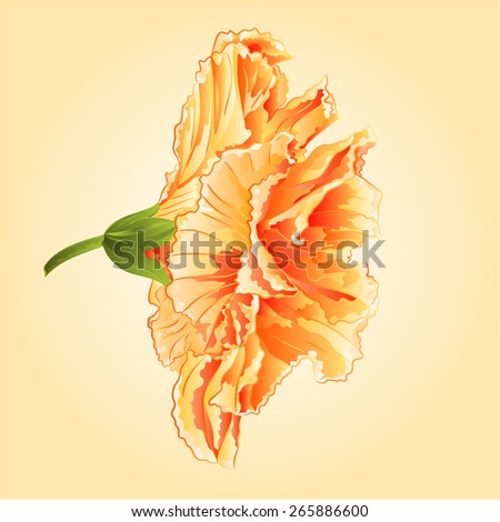 Hibiscus Tropical flowers yellow hibiscus  blossom simple  vector illustration