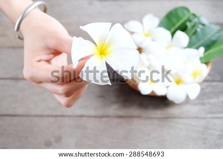 White Plumeria flower in hand