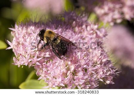 carpenter bee on pink flowers