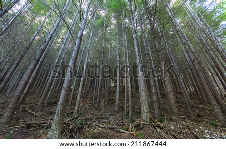 Pine forest in Gondola Skyline walking track in late Winter from ant\'s eye view