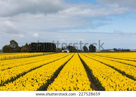 yellow tulip in tulip farm in Edendale, New Zealand