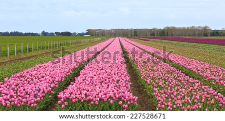 pink tulip in tulip farm in Edendale, New Zealand