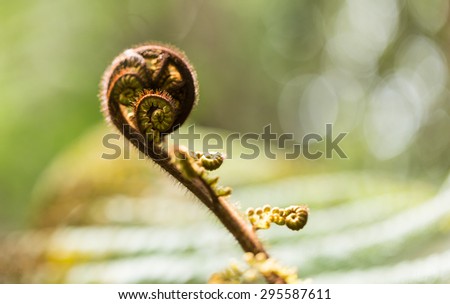 new leaf of New Zealand silver fern