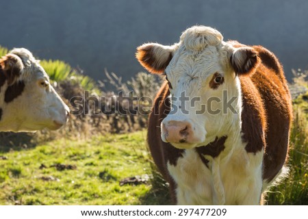 Hereford Cows and calf in Pasture at Sunset