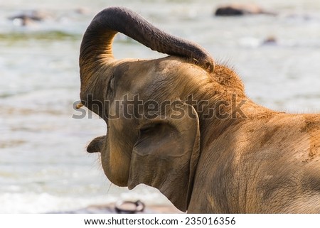 An elephant using his trunk to cool his head with river water. Photo taken in Sri Lanka