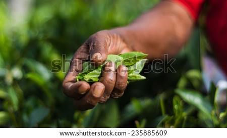 Close-up of a hand of a tea picker holding freshly harvested tea leaves at the Lipton tea estate in Haputale, Sri Lanka
