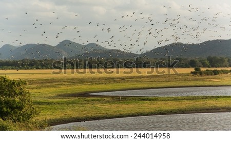 A swarm of birds over fields in sri lanka