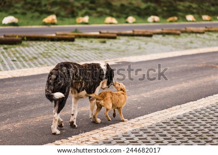 two dogs walking together side by side on a street