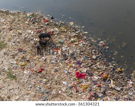 Pigs eating trash at the extremely polluted banks of the Ganges river in india
