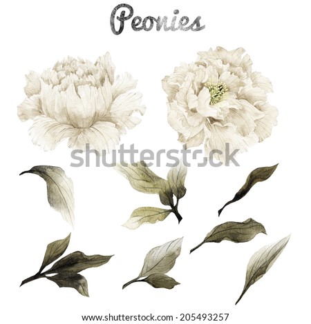 Peonies and leaves watercolor can be used as greeting card invitation card for wedding birthday and other holiday and summer background Peonies and leaves watercolor can be used as greeting card invitation card for wedding birthday and other holiday and summer background