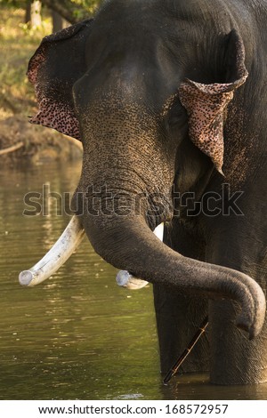 Indian elephant, Elephas maximus indicus,  bull, in captivity, used for elephant patrols and rides, in river after bathing, Satpura National Park, Madya Pradesh, India