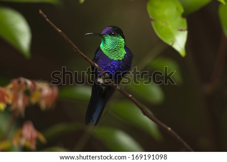 Violet-crowned Woodnymph, Thalurania colombica, Rancho Naturalista, Turrialba, Costa Rica, male perched in tree