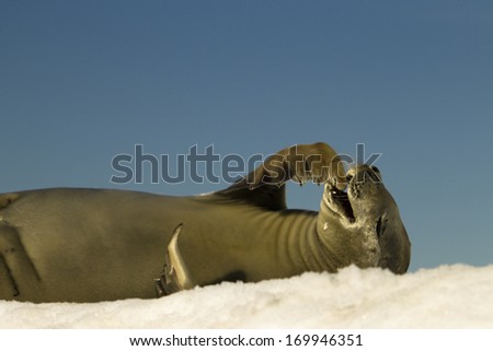 Crabeater Seal at rest on ice Devil Island