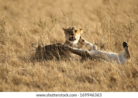 Lion, Panthera leo, playing in the grasses of the Lower Mara, Masai Mara GR, Kenya
