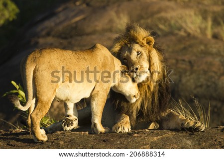 African lion,Panthera leo,  lioness, female, greeting male, black-maned lion, on kopje, Masai Mara Game Reserve, Kenya, East Africa