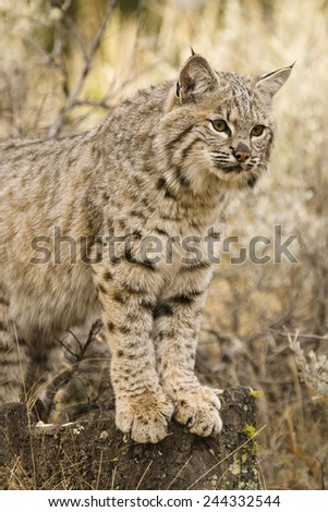 Bobcat, Lynx rufus in the landscape of Montana, United States. Controlled situation.