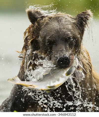 Brown bear, Ursus arctos, male, boar, fishing for salmon, caught pink salmon, humpie salmon, shaking, Geographic Harbor, coastal Katmai National Park, SW Alaska, United States
