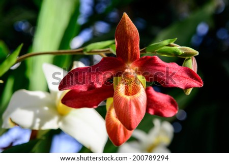 Red orchid ( Red flower on a background of white flowers )