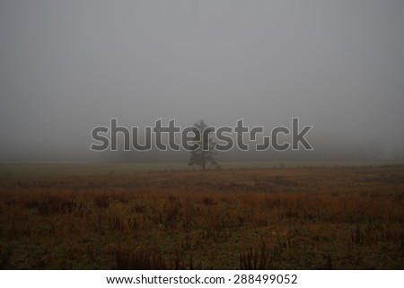 nature fog, soft focus