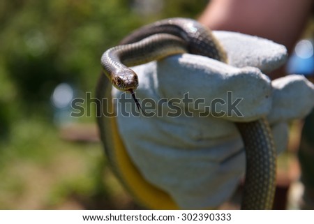 Caspian whipsnake with tongue out held in a glove protected hand