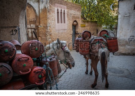 Mules transporting gas bottles in the medina, Fez