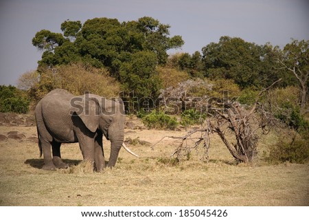 African animal. Elefant