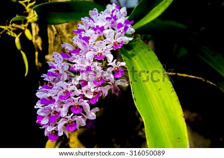 Thai Wild Orchid. This wild orchid found in the national forest of Thailand.