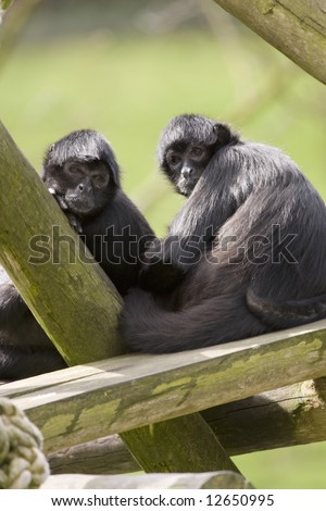 two monkeys side by side looking at camera