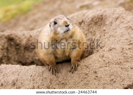 prairie dog having a peep around to see whats goin on