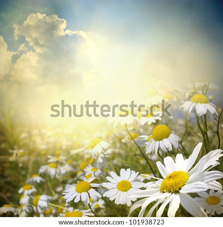 Beautiful summer landscape with daisies